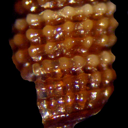 Cerithiopsis??